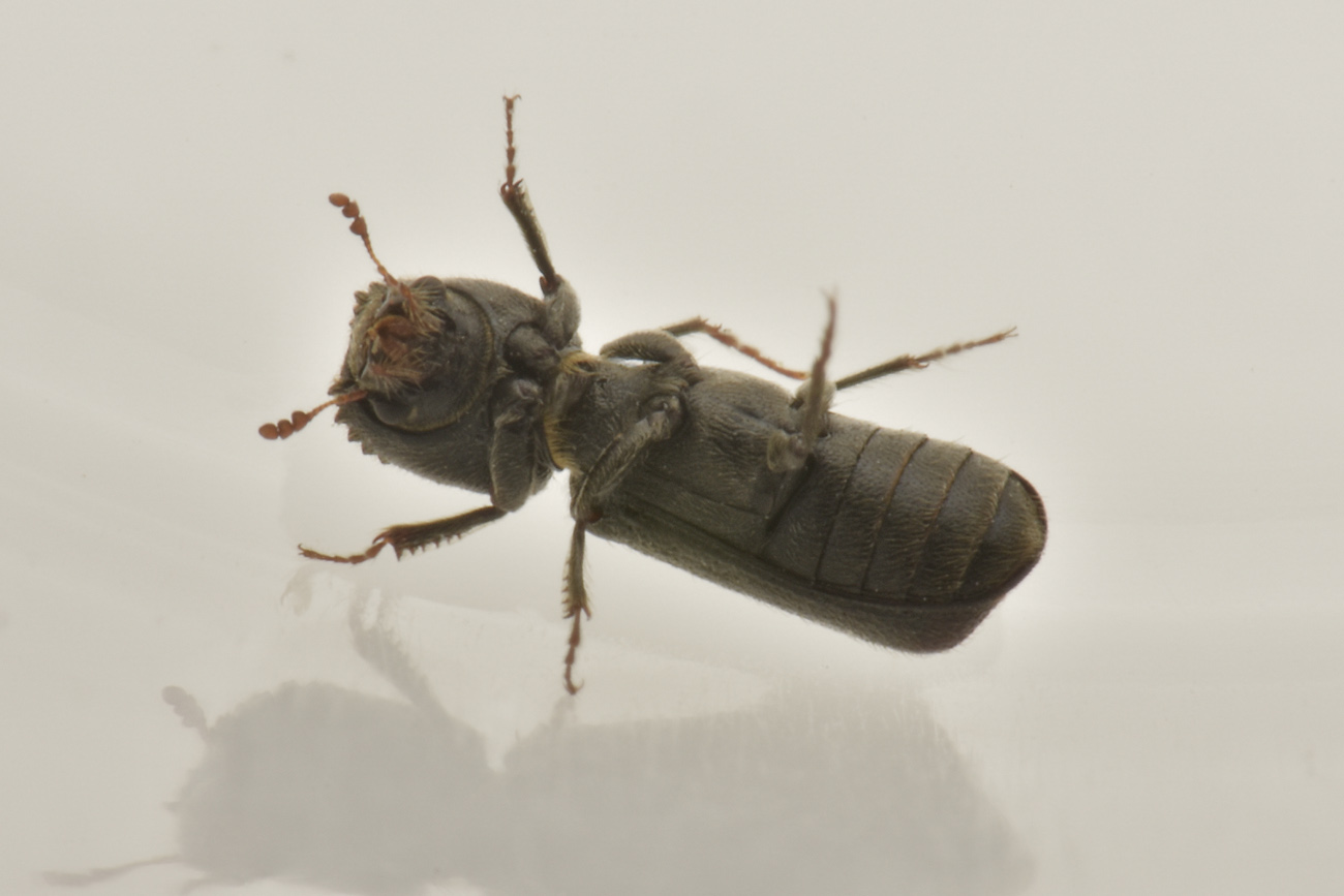 Bostrichidae: Xylopertha sp.? No, Micrapate xyloperthoides